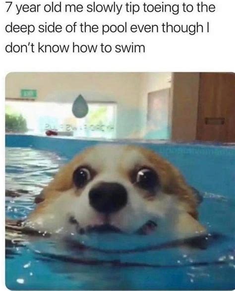 dog swimming meme|creepy dog memes.